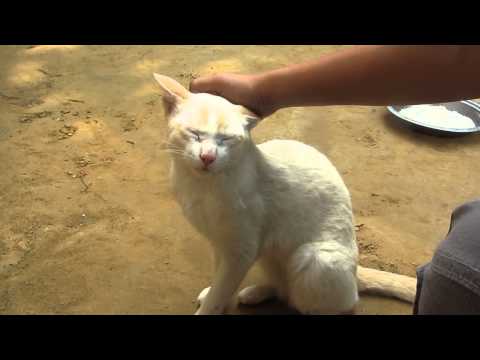 Pretty cat for adoption