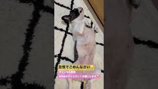 野生だったらすぐやられちゃうワンコ#shorts