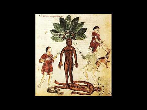 A HedgeWitch View-Baneful Herbs-Mandrake