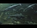 Video Thumbnail for 50 + HUGE Rainbow Trout! Learning REACTING To Different Hooks! Educational Understanding