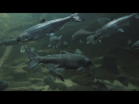 50 + HUGE Rainbow Trout! Learning REACTING To Different Hooks! Educational Understanding