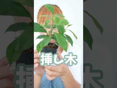 盆栽の手入れ方法は？初心者のためのガーデニングガイド！  庭園