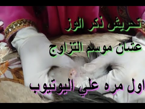 , title : 'تحريش ذكر الوز 👩🏽‍🏫 عشان زياده الاخصاب 🐣وكمان نستفيد من الموسم اكبر🦢 استفادهThrilling male geese'