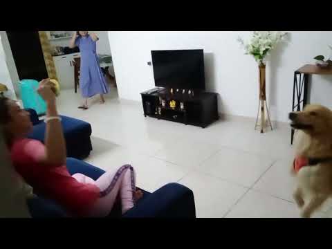 25th Nov, 2023 - Enzo can't wait to meet Rahi 😀