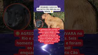 🚨 Homens presos por agredir capivara no Rio: primeiro caso do Decreto Cão Orelha