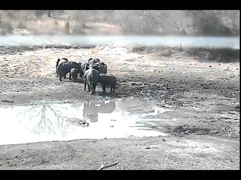 Hippo Invaded by Elephants at Djuma 7-10-12