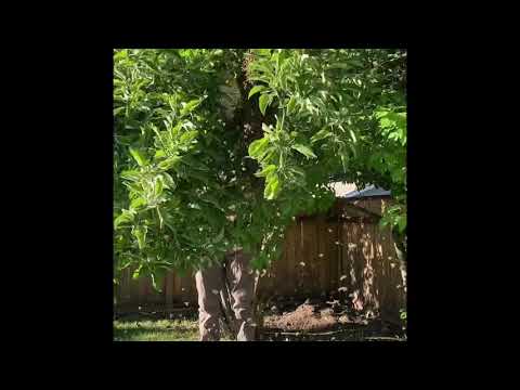 Catching our first swarm - hive 1 decided to split