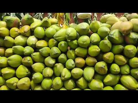 Whole a grade organic green coconut, coconut size: large