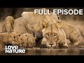 Lion Dynasty: A Matter of Pride | Love Nature