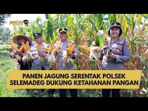PANEN JAGUNG SERENTAK POLSEK SELEMADEG DUKUNG KETAHANAN PANGAN