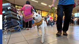 夏休みで混雑するスキポール空港へお客さんをお迎えに｜ 柴犬柿丸・オランダ散歩と環境音