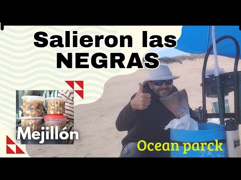 Corvina Negra Vs. Equipo liviano.