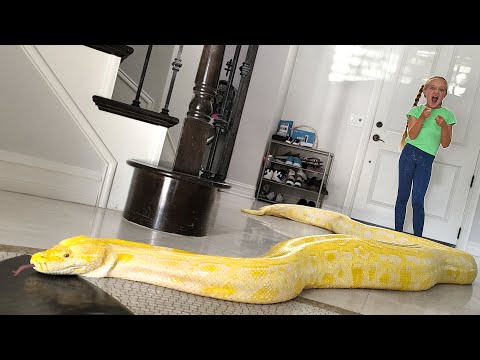 Giant Snake Loose in Our House!!!