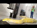 Giant Snake Loose In Our House