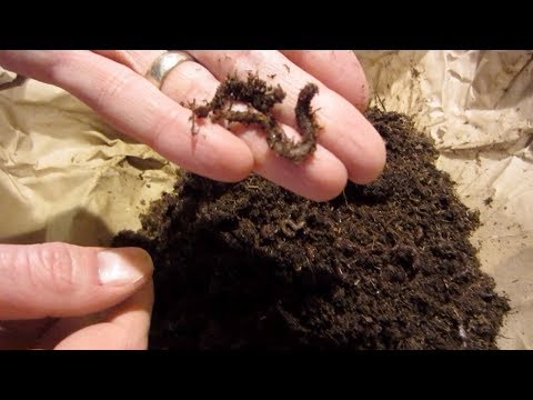 image-What do I feed an inch worm?