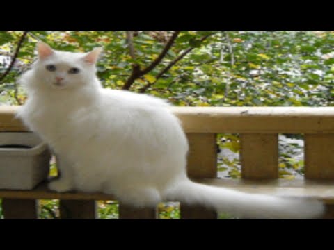 That Old Cat Of Mine