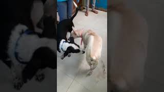 Download lagu How Mumbaikars Came Together to Save Noorie, The Dog Who was Brutally Raped mp3