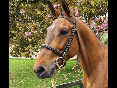 SVS Exception - Jumping Under Saddle