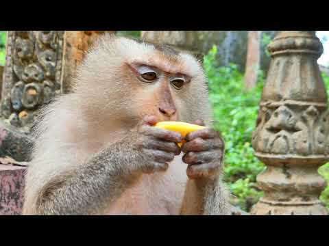 Monkey Eating Calmly — Real Nature Chewing Sounds for Peace 🎧🌿