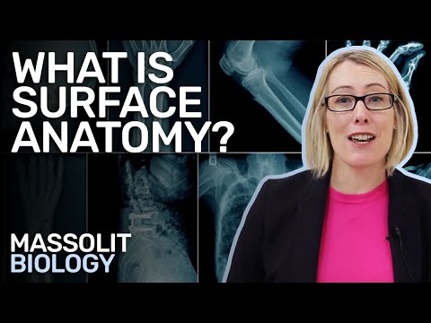 What Is Surface Anatomy?