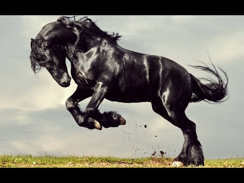 Tengger Cavalry - Galloping Steeds (Audio)