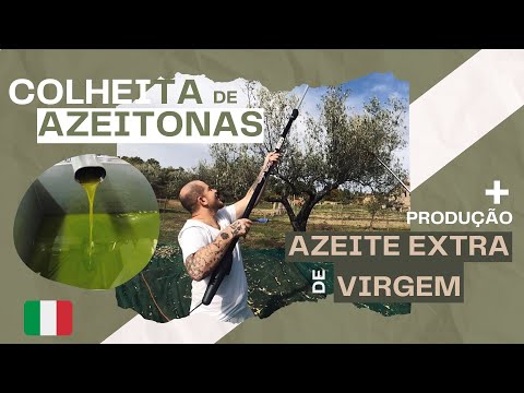 COLHEITA DE AZEITONAS + PRODUÇÃO DE AZEITE NA ITÁLIA