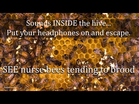 Sounds from Inside the Bee Hive, Healthy Honey Bee Sounds, ASMR, the brood frame, healthy resonance.
