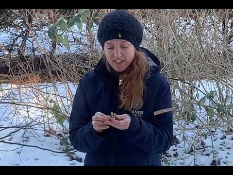 Vår i Botan  snödroppe