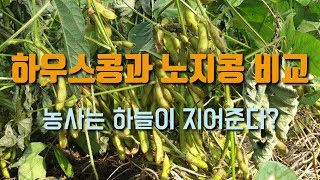 서리태 하우스콩과 노지콩 비교 콩수확량 차이 비교해보세요.  콩노린재방제 귀농귀촌