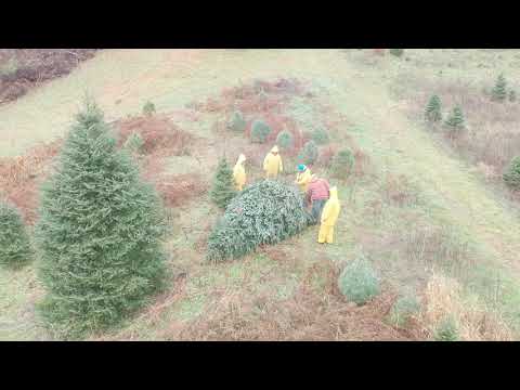 Howell Christmas trees 2018 beginning of season
