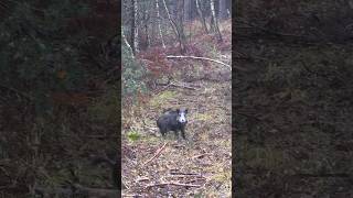 🐗Sauen auf der Drückjagd 🌿#sauen #drückjagd #wildschweine #keiler #passion #emotionen #wald #viral