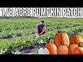 Pumpkin Patch 2021 Progress Late June Early July