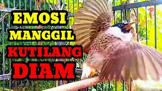 Download lagu Suara burung kutilang gacor memanggil lawan Kutilang diam di jamin nyaut gacor mp3