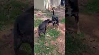 Video preview image #1 Rottweiler-Unknown Mix Puppy For Sale in Hillsboro, NH, USA