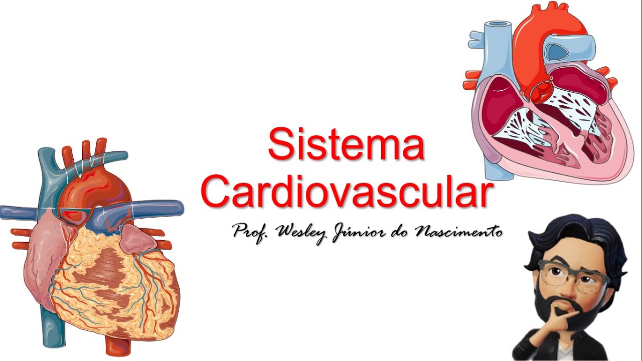 💓 Detonando o Sistema Cardiovascular: Deixa o Coração Bater Forte no ENEM! 💥