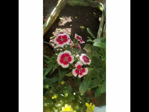 Beautiful Flowers Of  My Balcony  Garden  @BIRENDRA  DAS