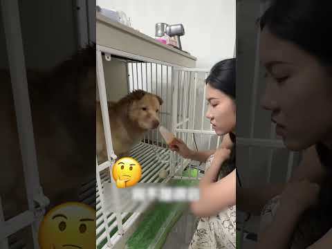 狗狗：這主人是不是有點傻？
