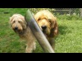 Perro de Nutria - Perro de Nutria - (Otterhound) / Raza de Perro