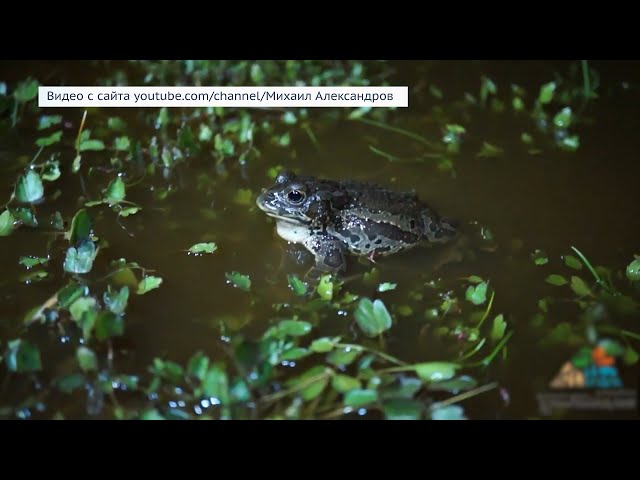 Монгольские жабы