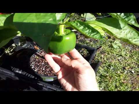 , title : 'How I grow & take care of California Wonder peppers in containers 🌱 Life stages of a pepper plant'