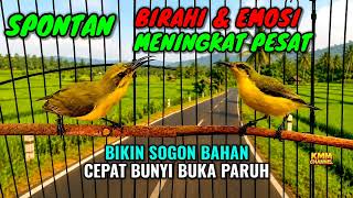 Download lagu Spontan birahi & emosi naik‼️ Pancingan sogon agar bunyi gacor mp3 Download lagu Spontan birahi & emosi naik‼️ Pancingan sogon agar bunyi gacor mp3