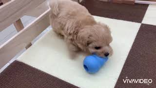 ハーフ犬の動画01