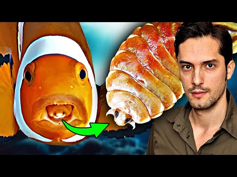 Parasit frisst die Zungen seiner Opfer