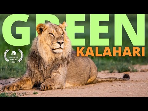 We Didn't Expect To See THIS Many Big Cats in Kgalagadi!