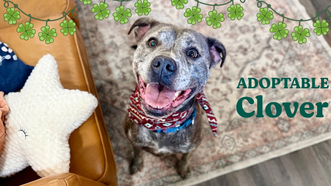 Enlarge Clover Good Luck Girl, a Adoptable mixed breed in Portland, OR video 6/6