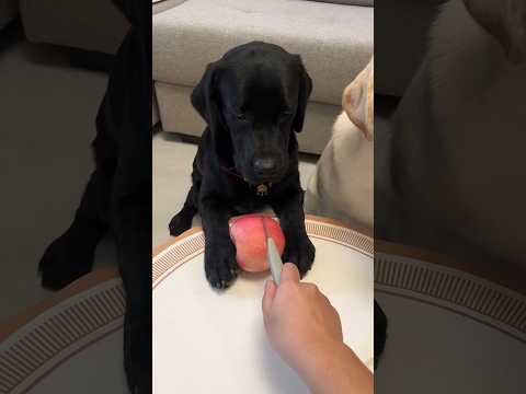 Max vs Extreme Test 😱 | Who’s REALLY Brave? #shorts