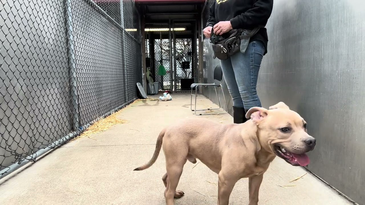 Enlarge Matchbox, an adopted Pit Bull Terrier in Chicago, IL video 5/5