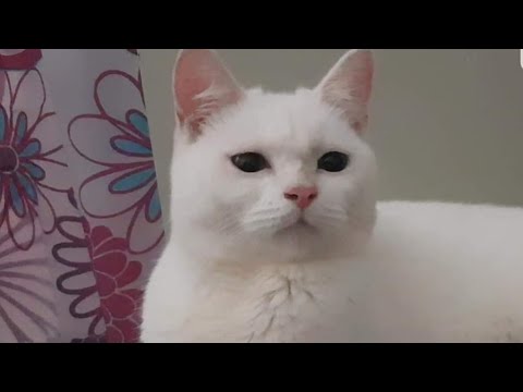 my Adopted||British shorthair cat|| Cute Moment