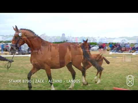 Fohlenschau 2018 | Hengstfohlen | Zack - Aljano - Landos | Stamm 8790 | ZG Rörden