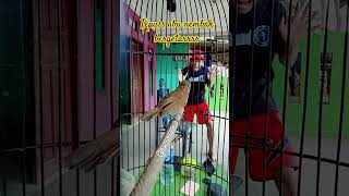 Download lagu tepus kepala abu #kicaumania #burung #kicaumanianusantara #masteranjernih #birds #burungkicau mp3